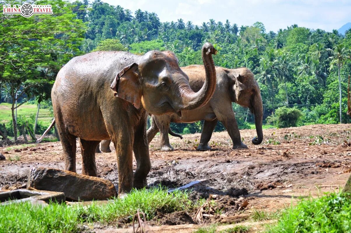 Пиннавела шри. Шри Ланка слоны Пинавелла. Слоновий питомник Шри Ланка Пиннавела. Шри Ланка питомник слонов. Питомник для слонят Шри Ланка.