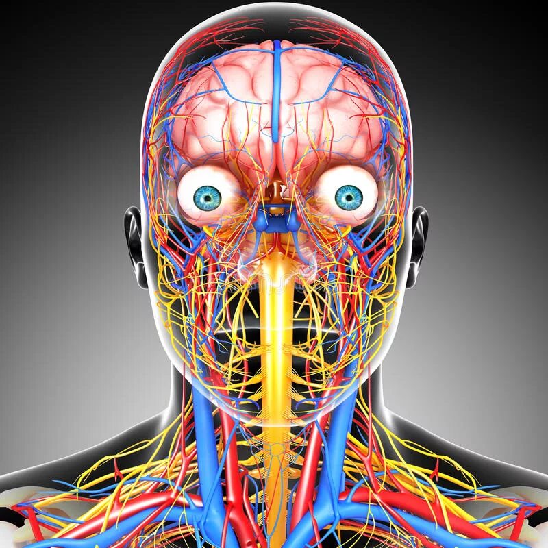 Средняя менингеальная артерия анатомия. Лимфа головы и шеи анатомия. System head. M buccinator. System head.