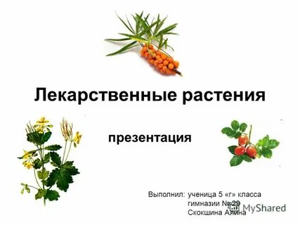 Целебная трава 5