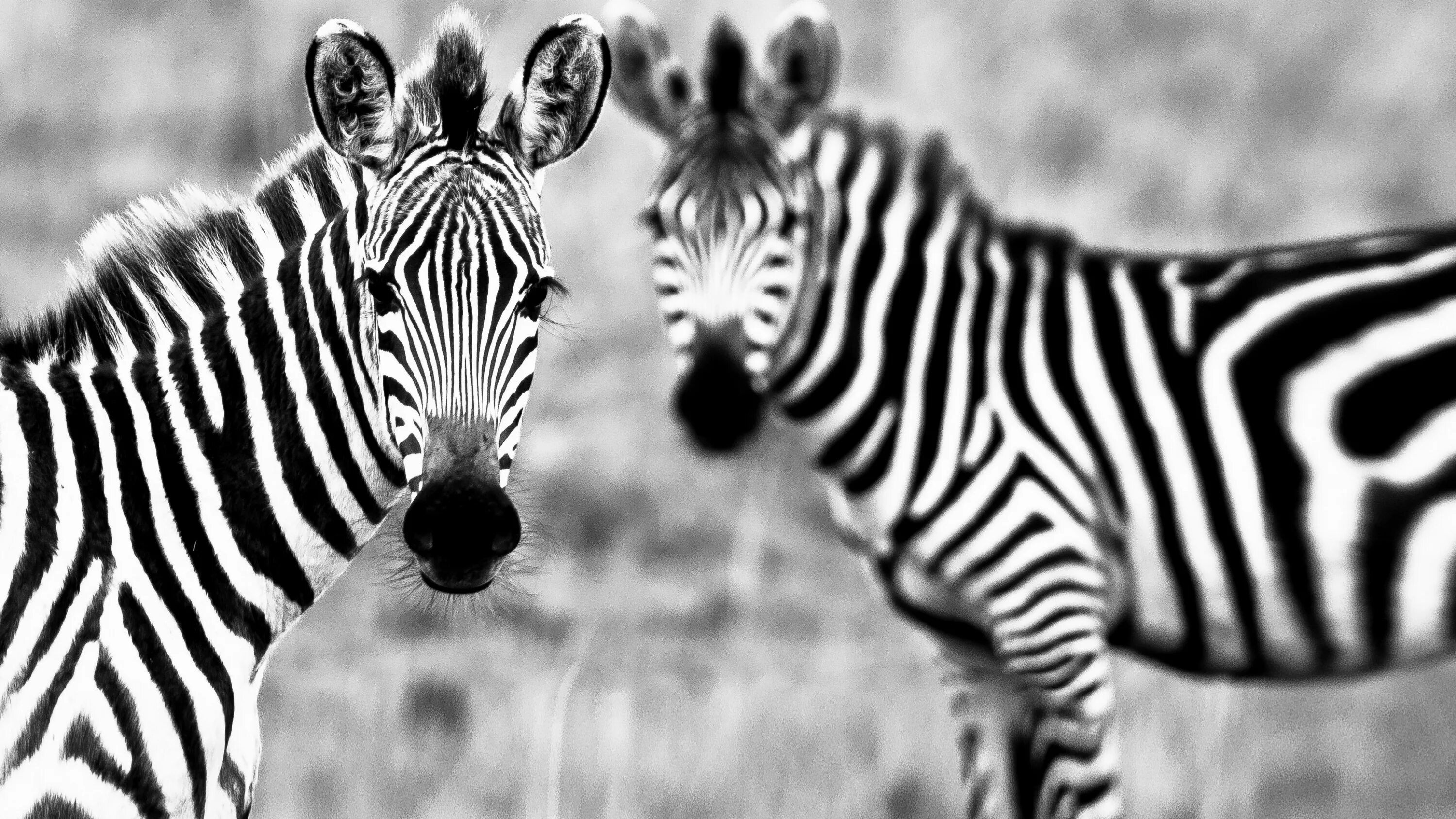 Zebra lanes