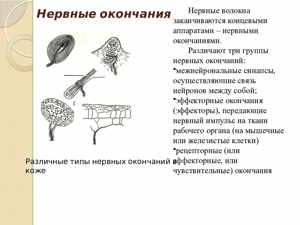 Чувствительное окончание нервного волокна. Нервные окончания. Строение нервных окончаний. Нервные окончания концевые.