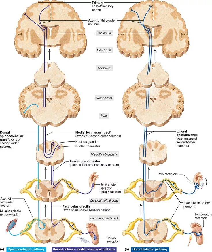 Pathways 2. The spinal cord tracts &amp; pathways. spinocerebellar tract. the spinothalamic pathway. spinothalamic tract.