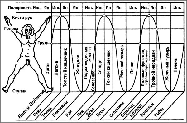 Схема активности меридианов. Движение энергии по медианам. 12 Меридианов энергии человека. Часы активности меридианов.