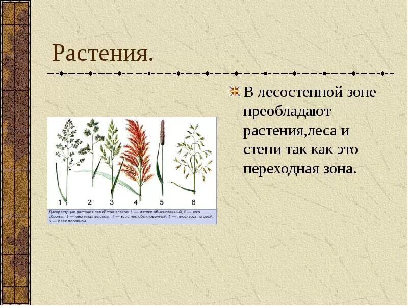 Растительность лесостепной зоны России. Зоны лесостепей и степей растительность. Травы лесостепной зоны. Зона лесостепи растения.