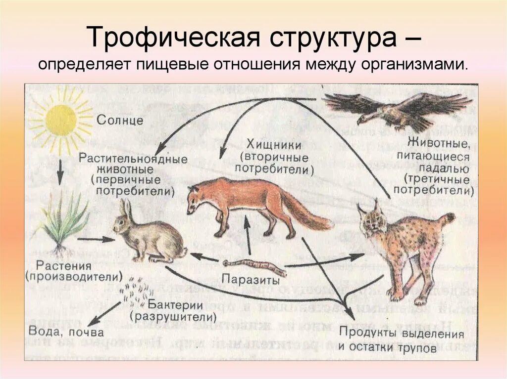 Разнообразие пищевых взаимоотношений между организмами. Трофическая структура экосистемы. Трофическая структура схема. Трофическая цепочка. Схема трофических связей.