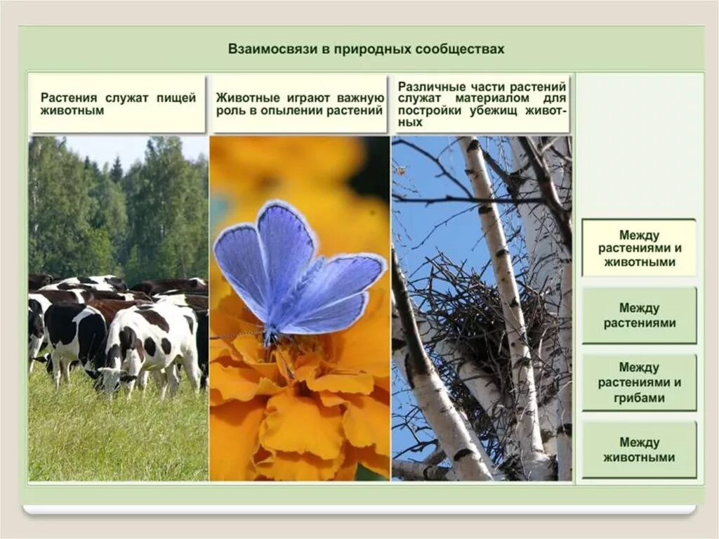 Взаимосвязь растений и животных. Взаимосвязь растений. Взаимоотношения растений в сообществе. Растительные сообщества. Растение служит пищей животным