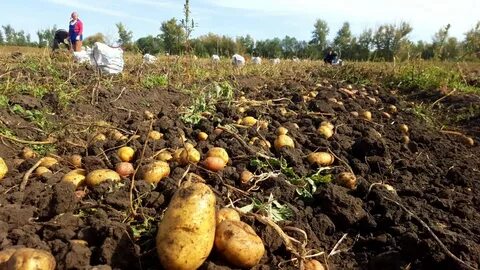 Урожай картофеля общим весом 10