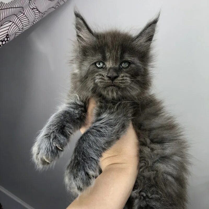 Фотография котенок Мейн-кун коты Четыре 4 Животные Черный фон