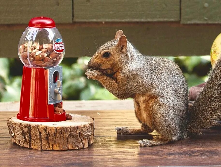 Squirrel go