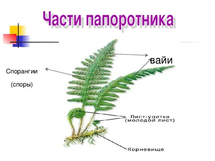 Какие органы отсутствуют у папоротников. Строение спорангия папоротника. Щитовник вайи. Спорангий щитовника. Вайи и корневище папоротника.