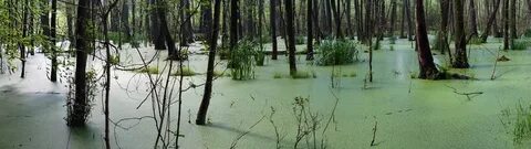 Болото искусственное или пресное