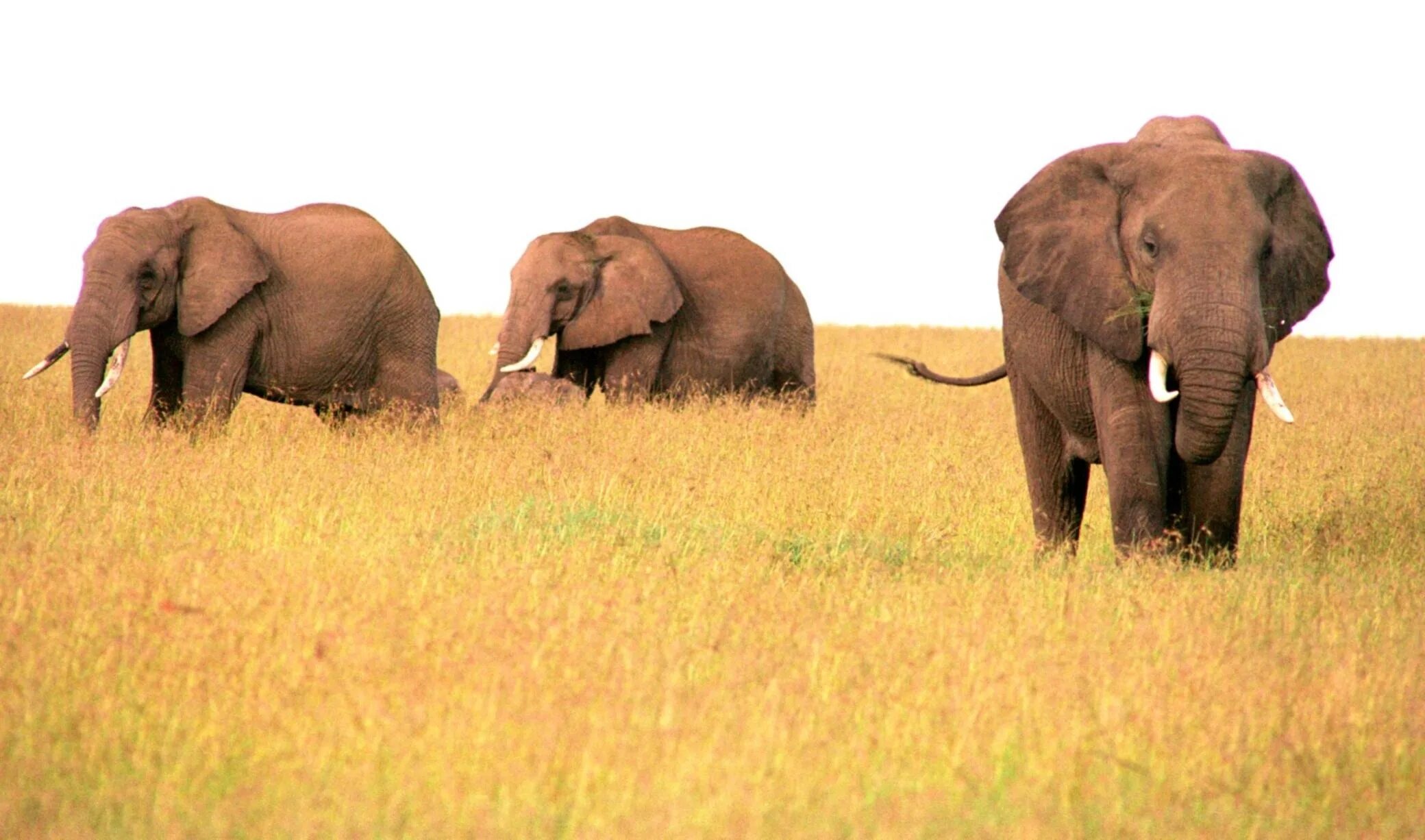 Слон Африканский и Африканский слон. Африканские и индийские слоны. Саванный слон. Африканский саванный слон. Чем отличается индийский слон от африканского 1