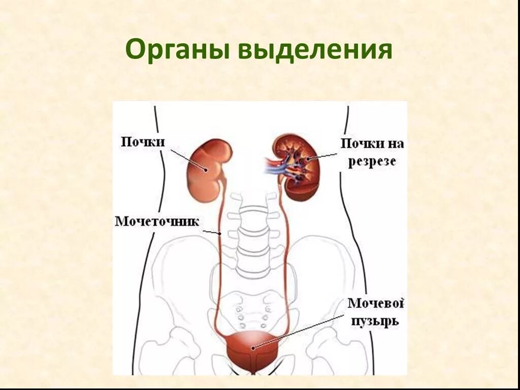 Основные органы выделения