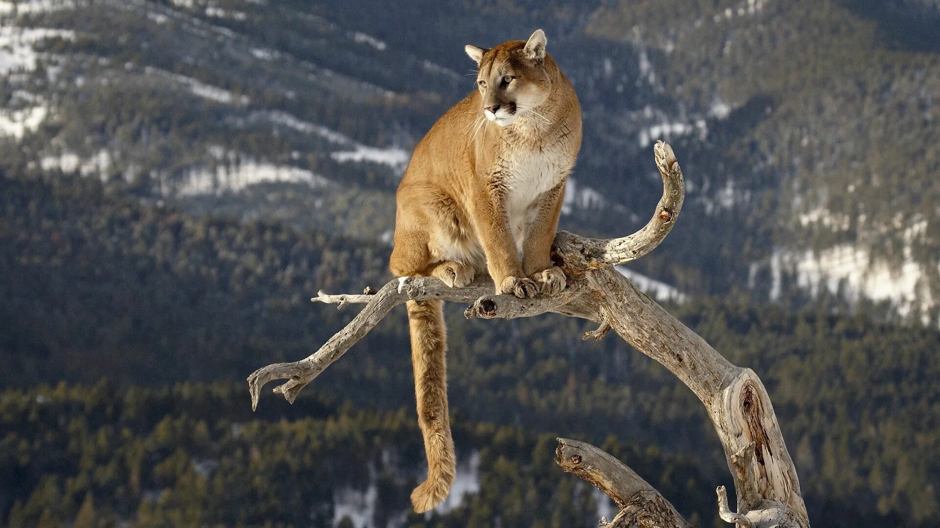 Comedy Wildlife Photo Awards 2018