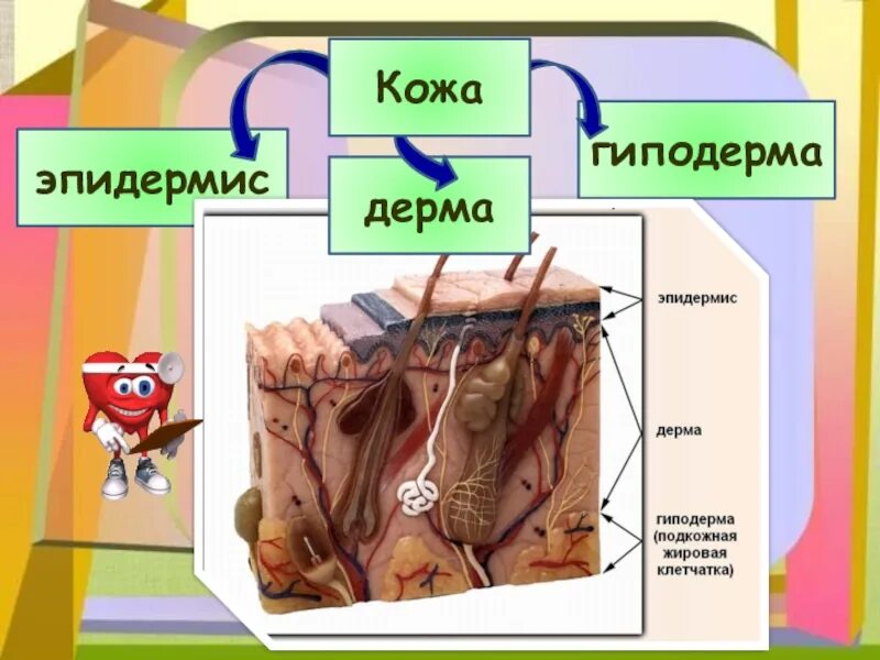 Выполняемая функция дерма. Дерма и гиподерма. эпидермис 5) гиподерма. эпидермис дерма гиподерма. строение кожи эпидермис дерма гиподерма.