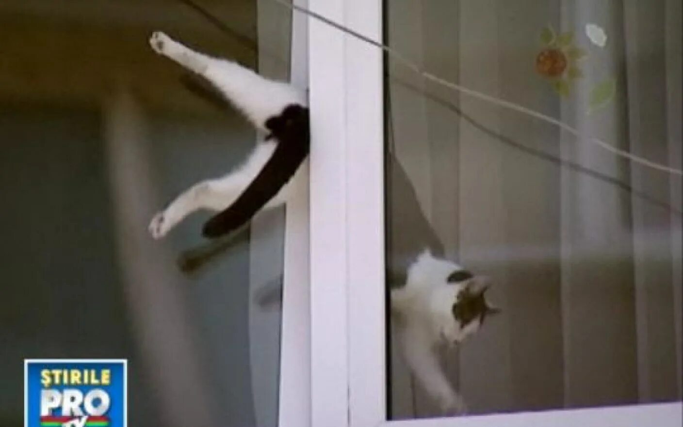 Кот застрял в окне. Кот застрял в пластиковом окне. Кошка застряла в окне. Кошка застряла в пластиковом окне.