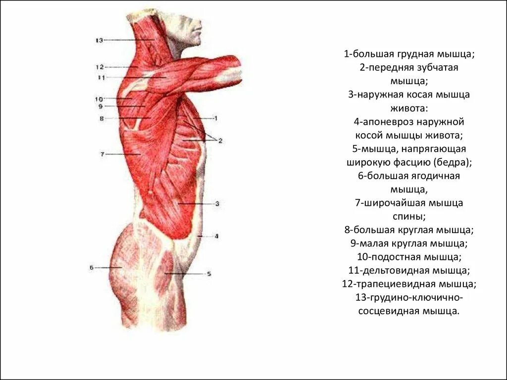 Апоневроз мышц живота. Наружная косая мышца живота. Апоневроз наружней косой мышцы. Косые мышцы живота. Лк мышца