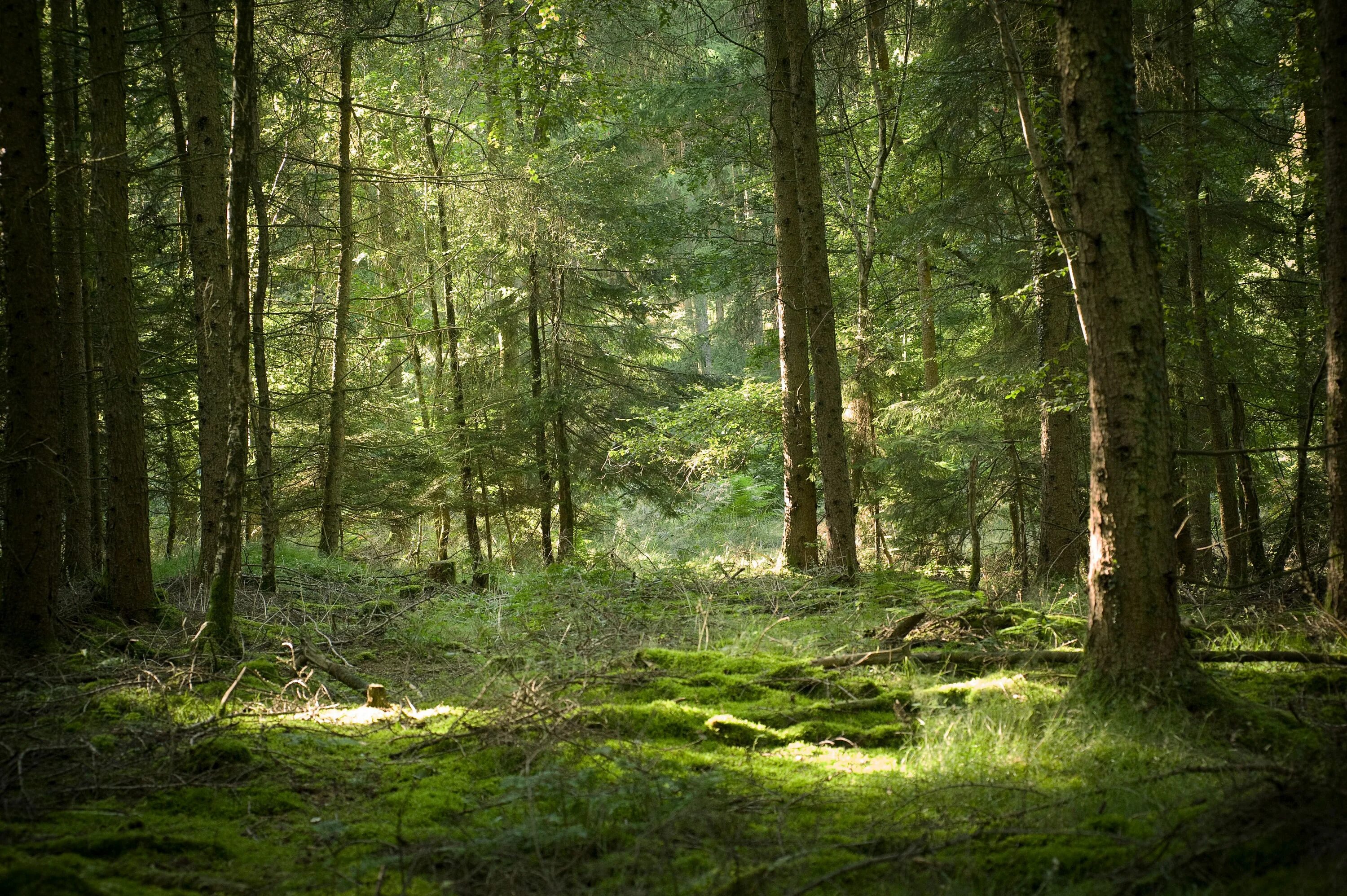 Дикий лес Геншин. Берендеевский лес. Природа лес. Густые леса. Russia is a of forests