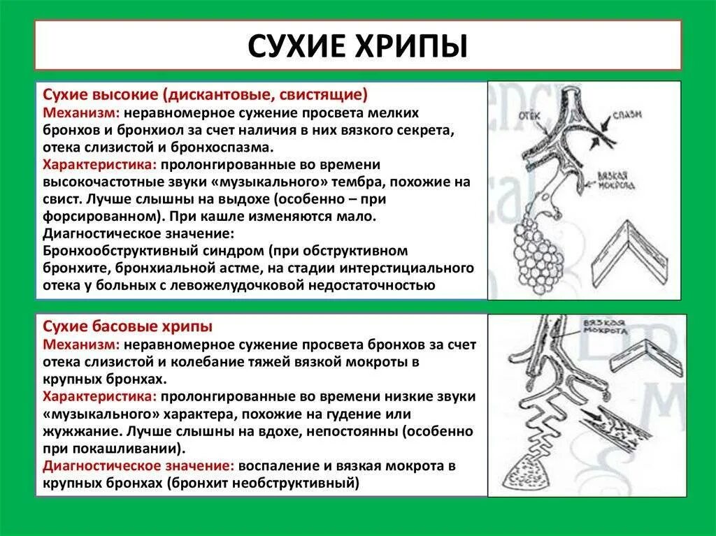 Какие хрипы при каких заболеваниях. Механизм появления сухих хрипов. Сухие свистящие хрипы заболевания. Хрипы в легких. Сухие хрипы в легких.