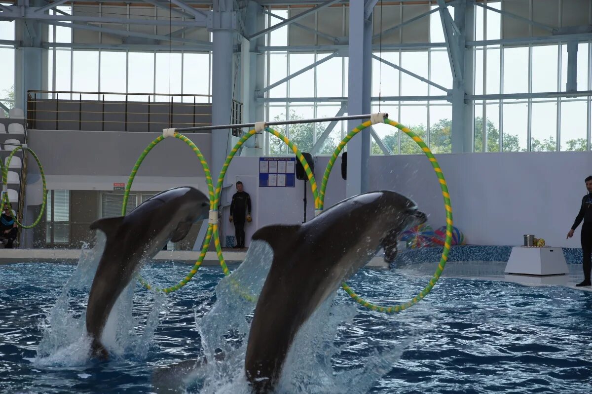 дельфинарий в грозном. , 36/4, микрорайон западный фото. дельфинотерапия лазаревское морская звезда. дельфинарий ростов-на-дону фото. , 36/4, микрорайон западный.