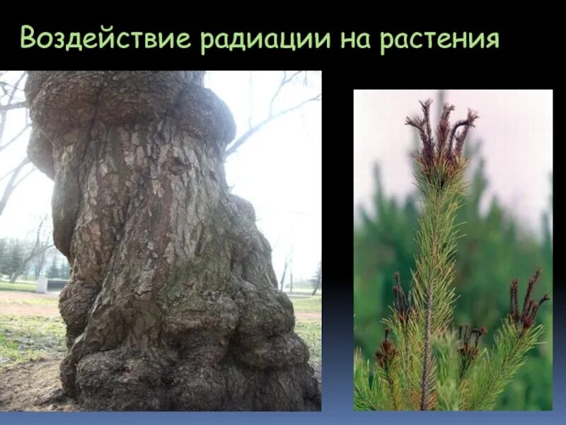 Влияние эмп на растения. Облучение растений. Излучения растений. Излучения растений. Излучения растений.