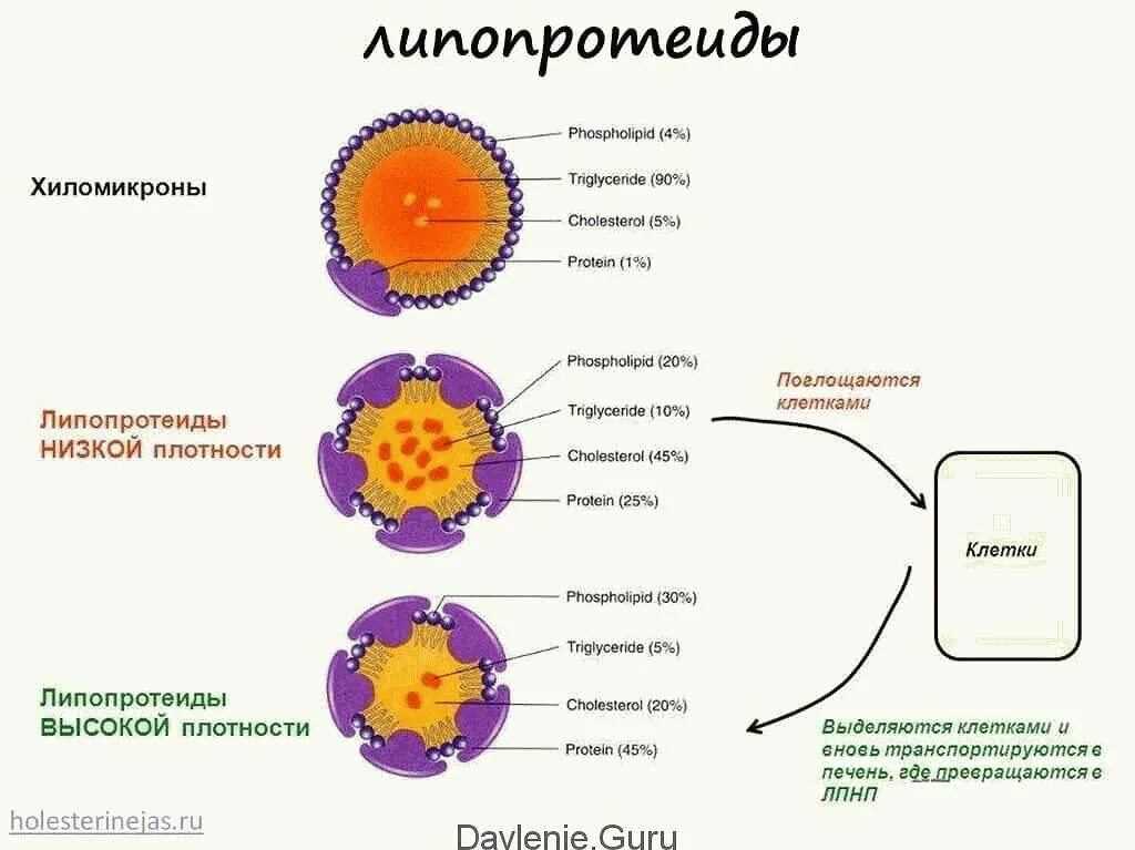 Липопротеиды, хиломикроны: состав, строение.. Липопротеины высокой плотности ЛПВП строение. ЛПВП схема строения. Строение бета липопротеинов.