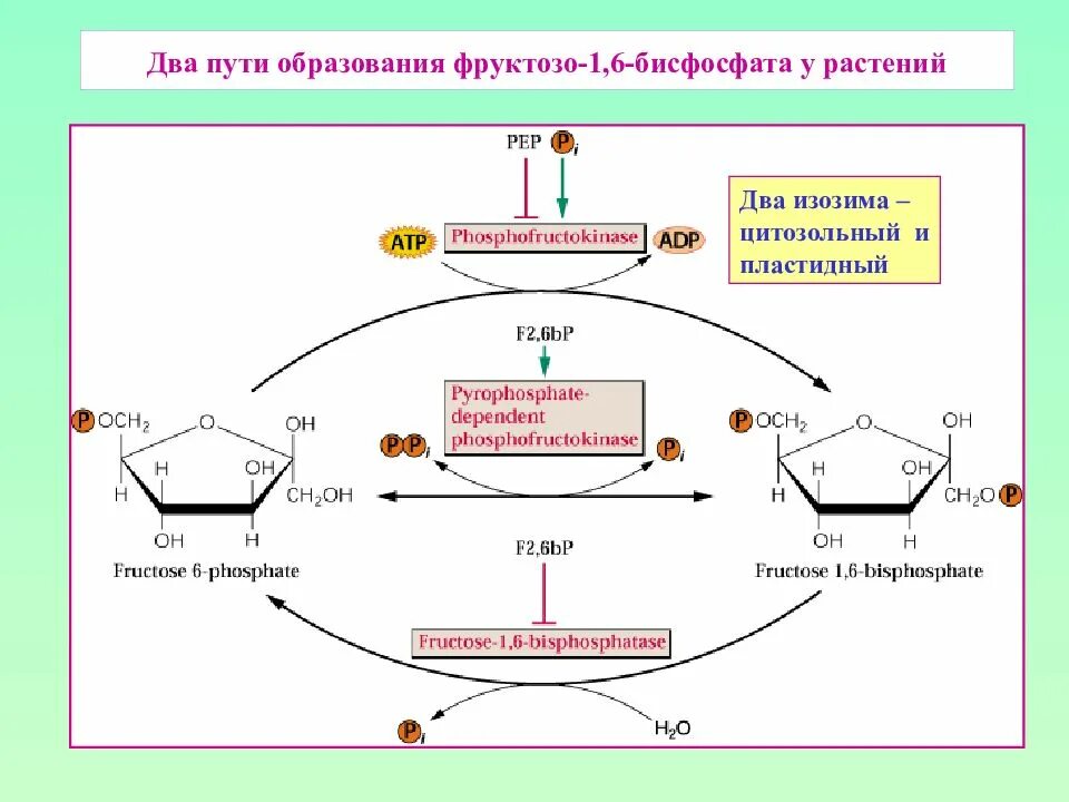 Пути образования есть что. Два пути образования фруктозо-1,6-бисфосфата. фруктозо 1 6 бисфосфат в фруктозо 6 фосфат. фруктозо 1 6 бисфосфатаза кофермент. фруктозо 1 6 бисфосфатаза регуляция.