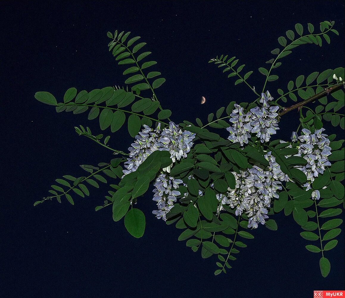 Белая акация романс инструменты. Сборник русских романсов белая акации. Гигантские акации с белыми цветами. Акации гроздья душистые. Акации гроздья душистые mp3.