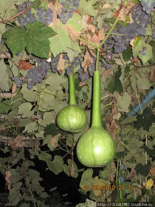 White Squash -- Pale in Color but Bursting with Flavor!