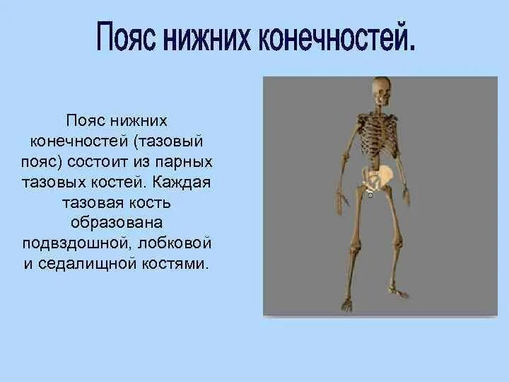 Функции костей конечностей. Функции пояса нижних конечностей. Пояс н жних конечностей. Пояс нижних конечностей состоит из. Пояс нижних конечностей состоит из костей.