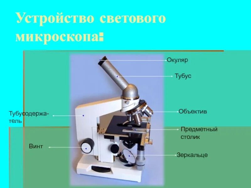 Тубус цифрового микроскопа. Окуляр микроскопа строение микроскопа. Строение окуляра микроскопа. Строение микроскопа тубус. Световой микроскоп тубус строение.