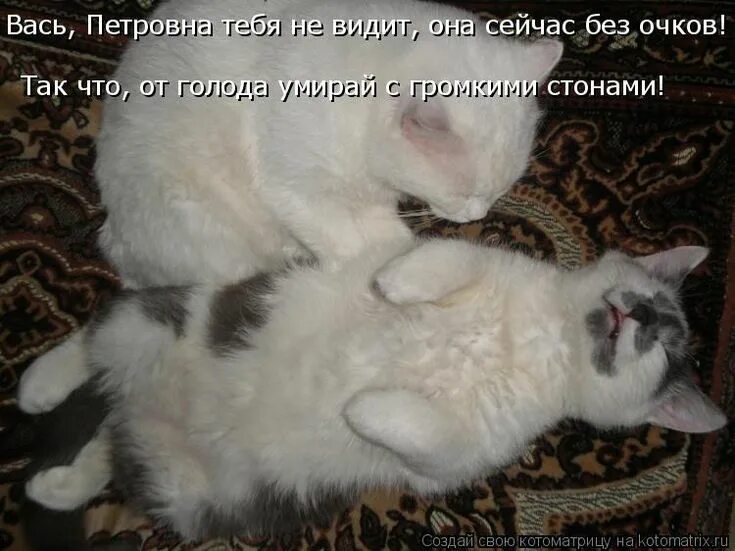 Коты с надписями. Котики с прикольными надписями. Смешные коты с надписями. Смешные надписи с котами. Сейчас скажу забыла