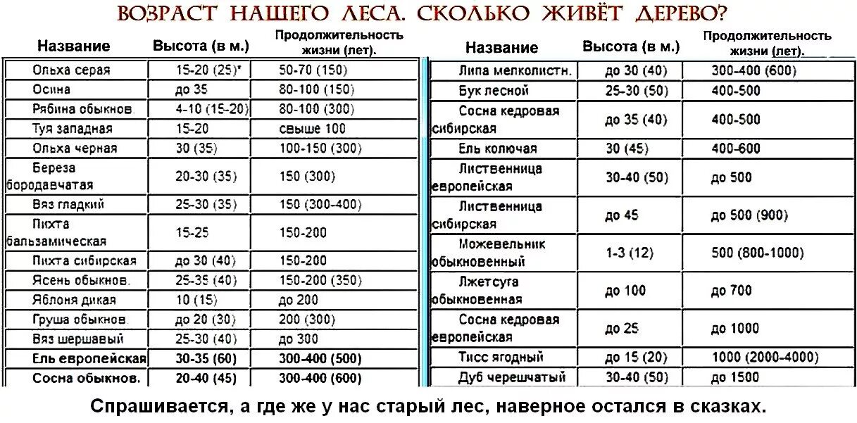 Длительность жизни деревьев в таблице. Продолжительность жизни деревьев таблица. Продолжительность жизни дуба таблица 1 класс. Клен Продолжительность жизни деревьев таблица 1 класс. Средний срок жизни дуба составляет около пятьсот