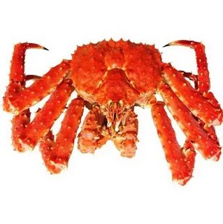 King crab