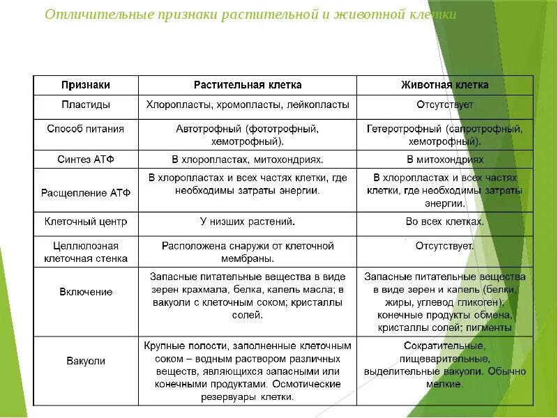 Способ питания клетки растений и животных. Различия строения клетки животных и клетки растений. способ питания растительной клетки и животной клетки. различия в строении растительной и животной клетки таблица. способ питания клеток растений и животных.