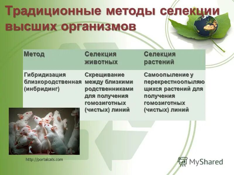 минусы селекции животных. гибридизация инбридинг и аутбридинг. значение селекции животных. метод биобаллистической трансформации. проблемы селекции растений.