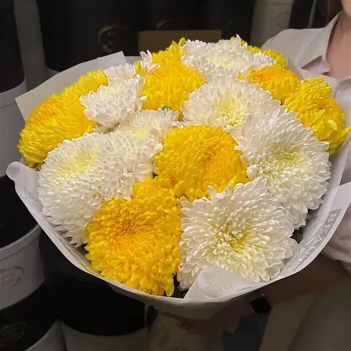 Какую хризантему подарить. Какую хризантему подарить