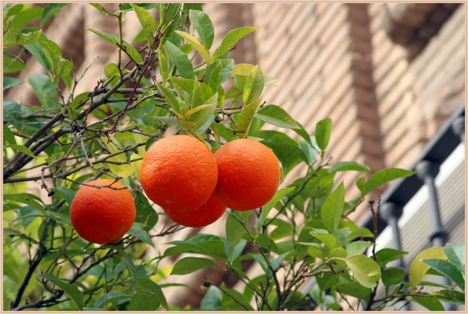 Сколько растет мандарин. Мандарины на улице. Красный мандарин. Красный мандарин вырастить. Мандарины в Таджикистане растут.