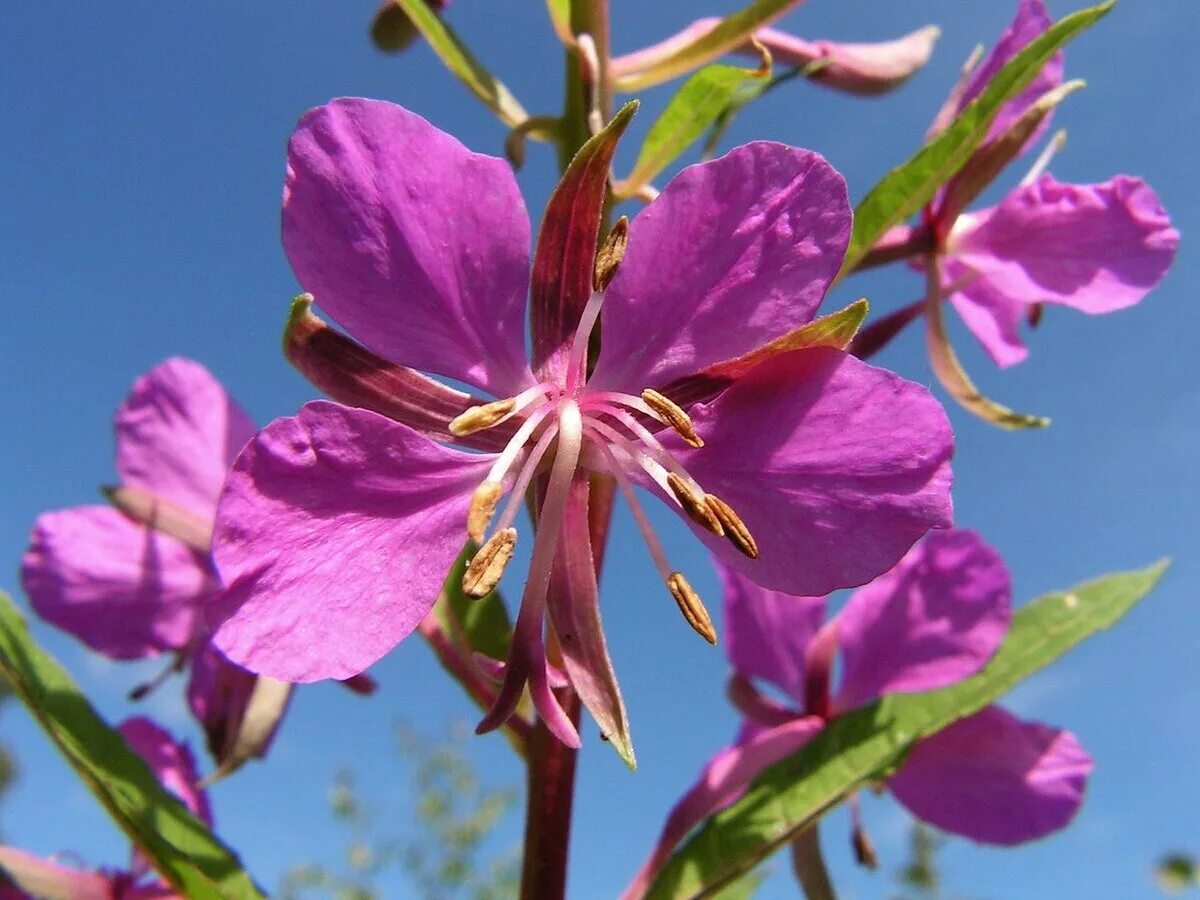 Кипрейные. Кипрей четырехгранный. Кипрейный кустарник 6. Clarkia unguiculata. Семейство кипрейные представители.