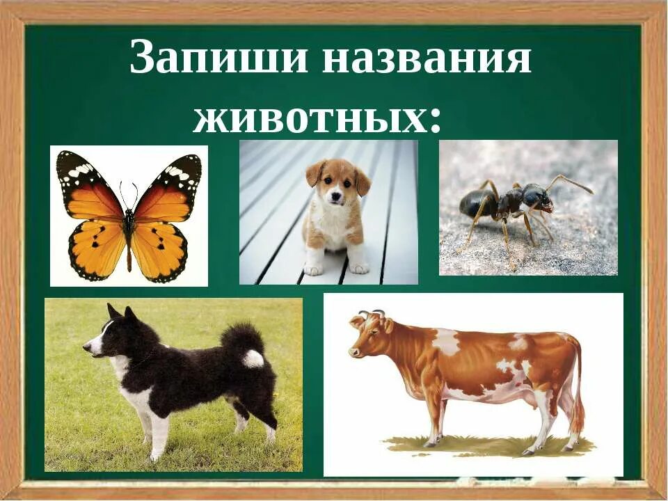 Жанр животных как называется. Назови животных и запиши. запиши названия этих животных. животные по умк. животные словарное слово 3 класс презентация.