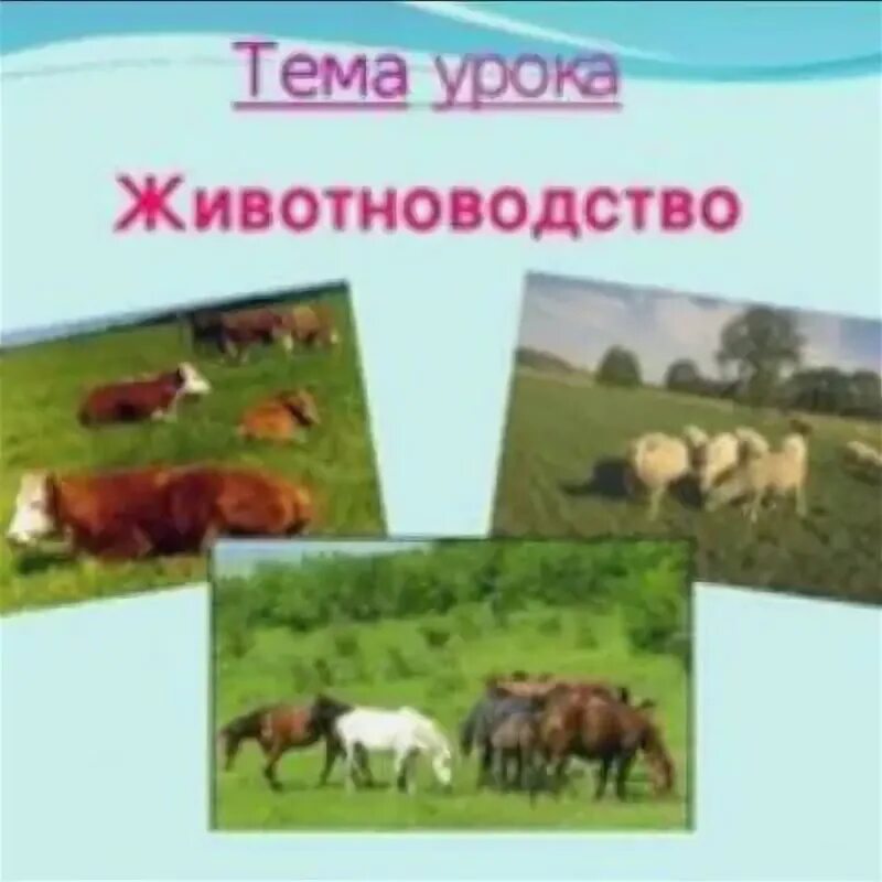 Картинки ЛОШАДИ 4 КЛАСС