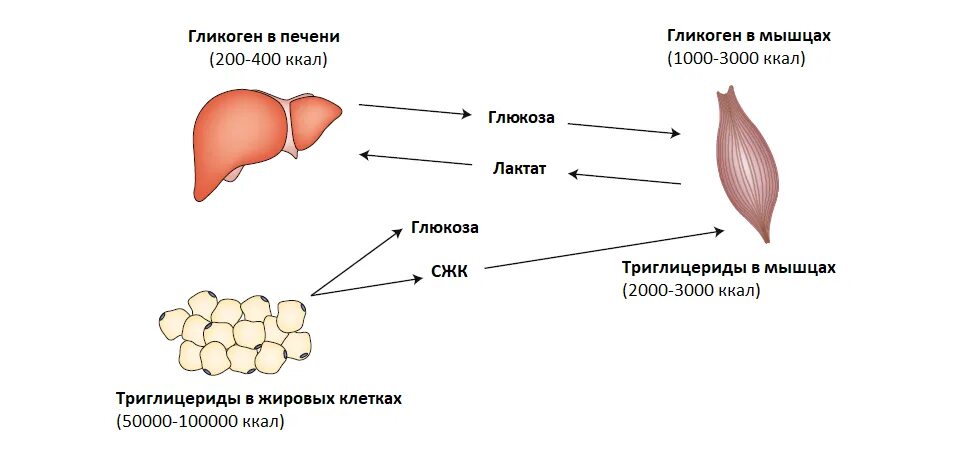 Гликоген в печени и мышцах. Функция гликогена в мышцах?. Гликоген в печени и мыш. Роль гликогена в печени и мышцах.