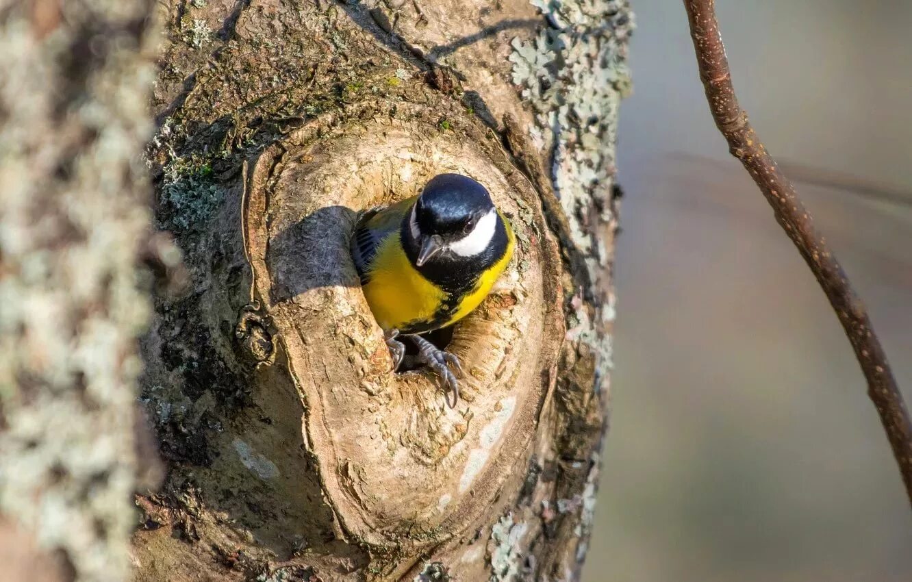 Синицы улетают на юг зимой. Где обитает синица. Сколько живут синицы. Обыкновенная лазоревка гнездование. Лазоревка гаечка.