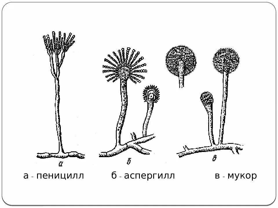 Спороношение это. Спорангий аспергилла. Плесневые грибы пеницилл аспергилл. Конидии пеницилла. Аскомицеты пеницилл.