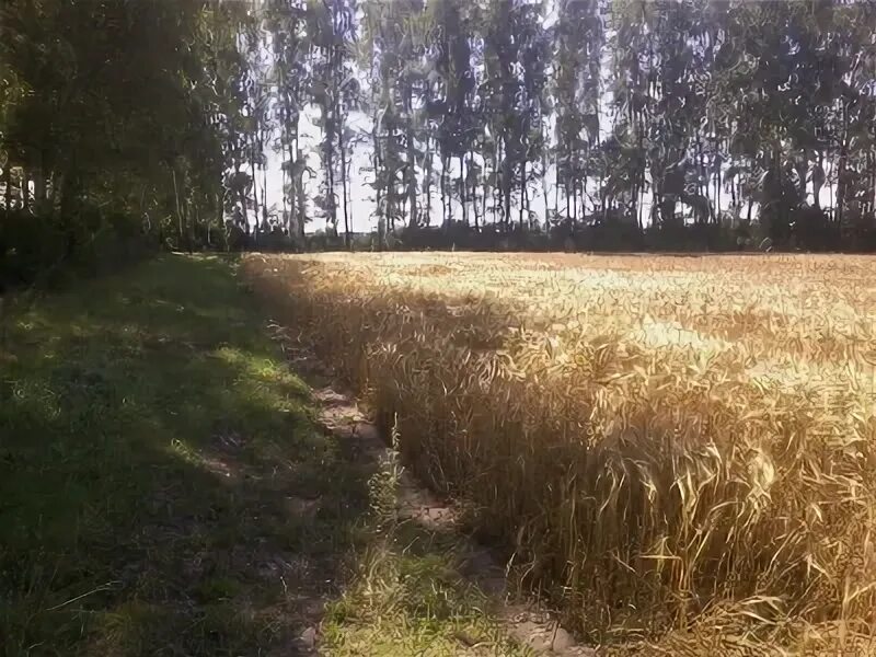 Участок за 100 тысяч. Участок за 100 тысяч. Участок за 100 тысяч. Мой гектар в подмосковье. Участок за 100 тысяч.