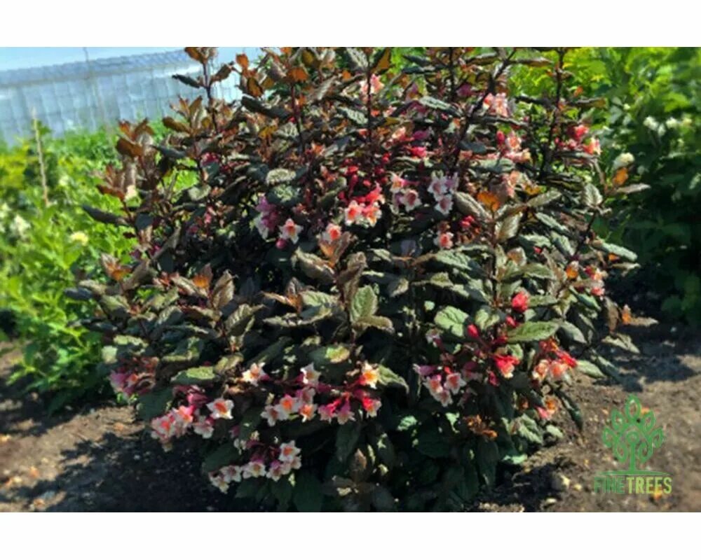 Поп группа винтаж. Группа винтаж обложка. Группа винтаж фото. Лав винтаж. Винтаж исполнительница.