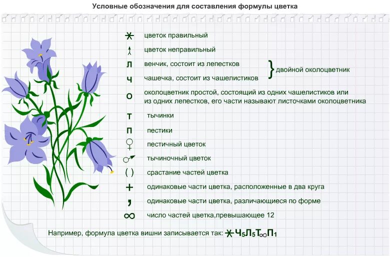 Прочитайте текст строение растений