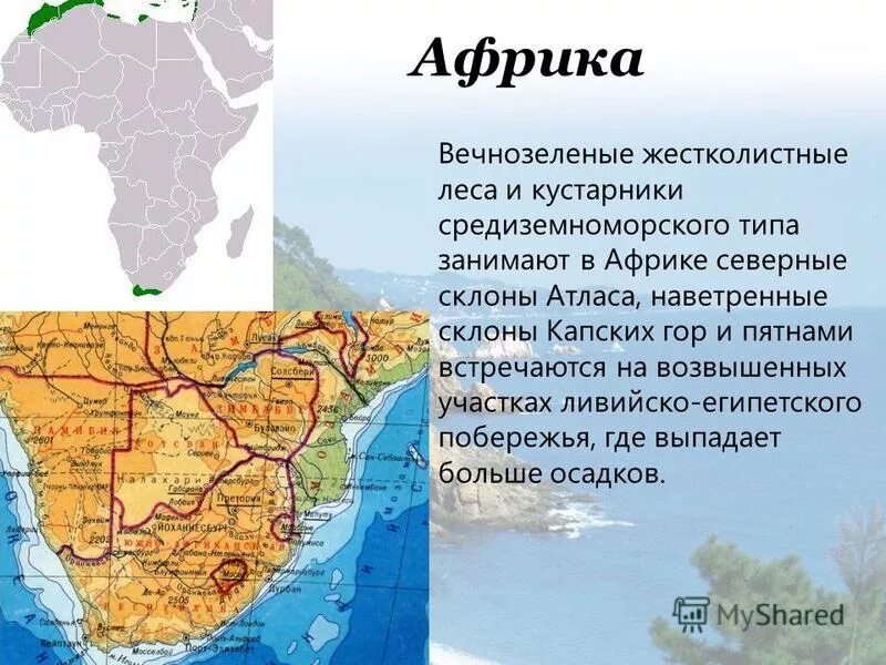 природные зоны африки жестколистные леса и кустарники. географическое положение вечнозеленых жестколистных лесов африки. жестколистные вечнозеленые леса на карте мира. природные зоны африки жестколистные леса и кустарники. жестколистные вечнозеленые леса географическое положение.