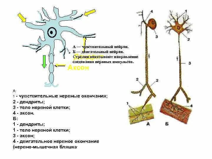 Чувствительный нейрон двигательный нейрон центр слюноотделения. Дендрит двигательного нейрона. Тело чувствительного нейрона Аксон чувствительного нейрона. Аксон двигательного нейрона. Отростки двигательных нейронов.