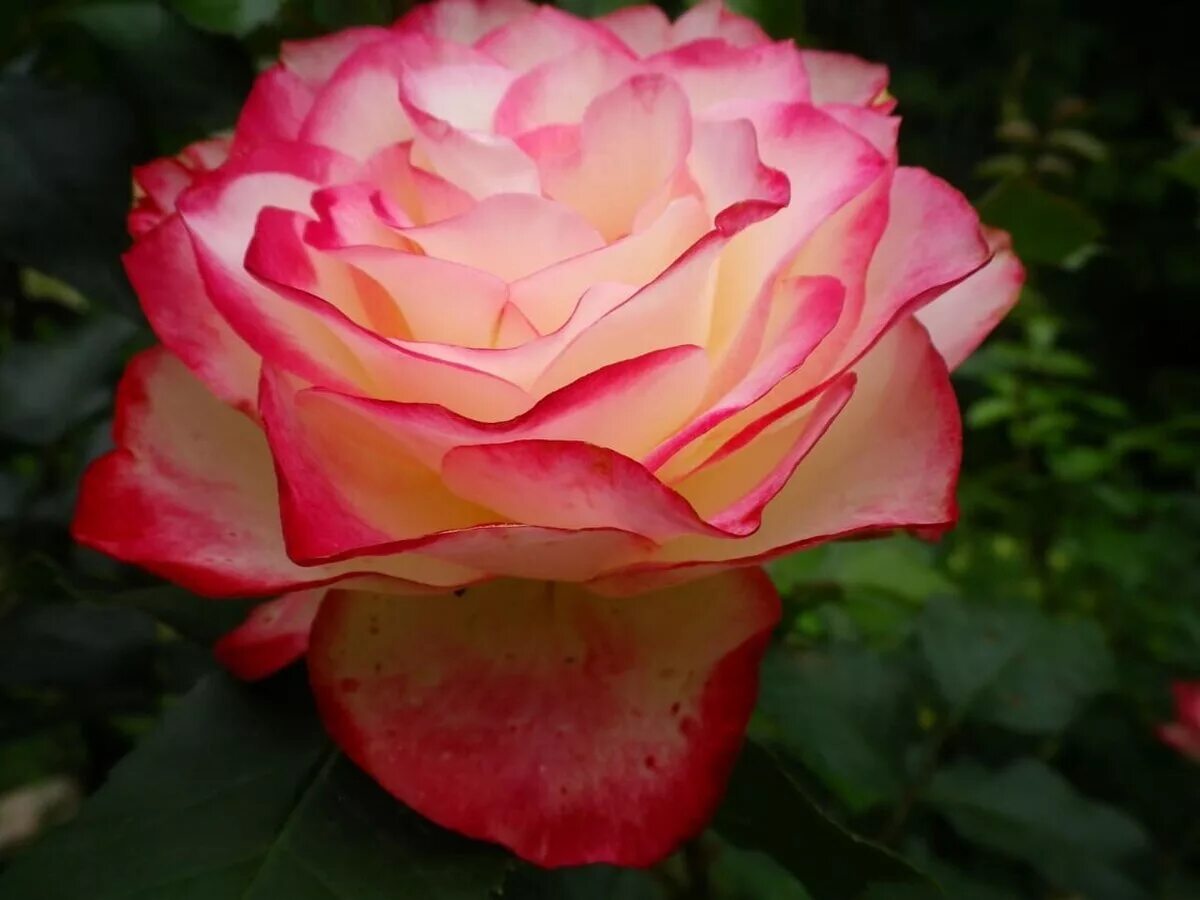 юбилей принца монако отзывы